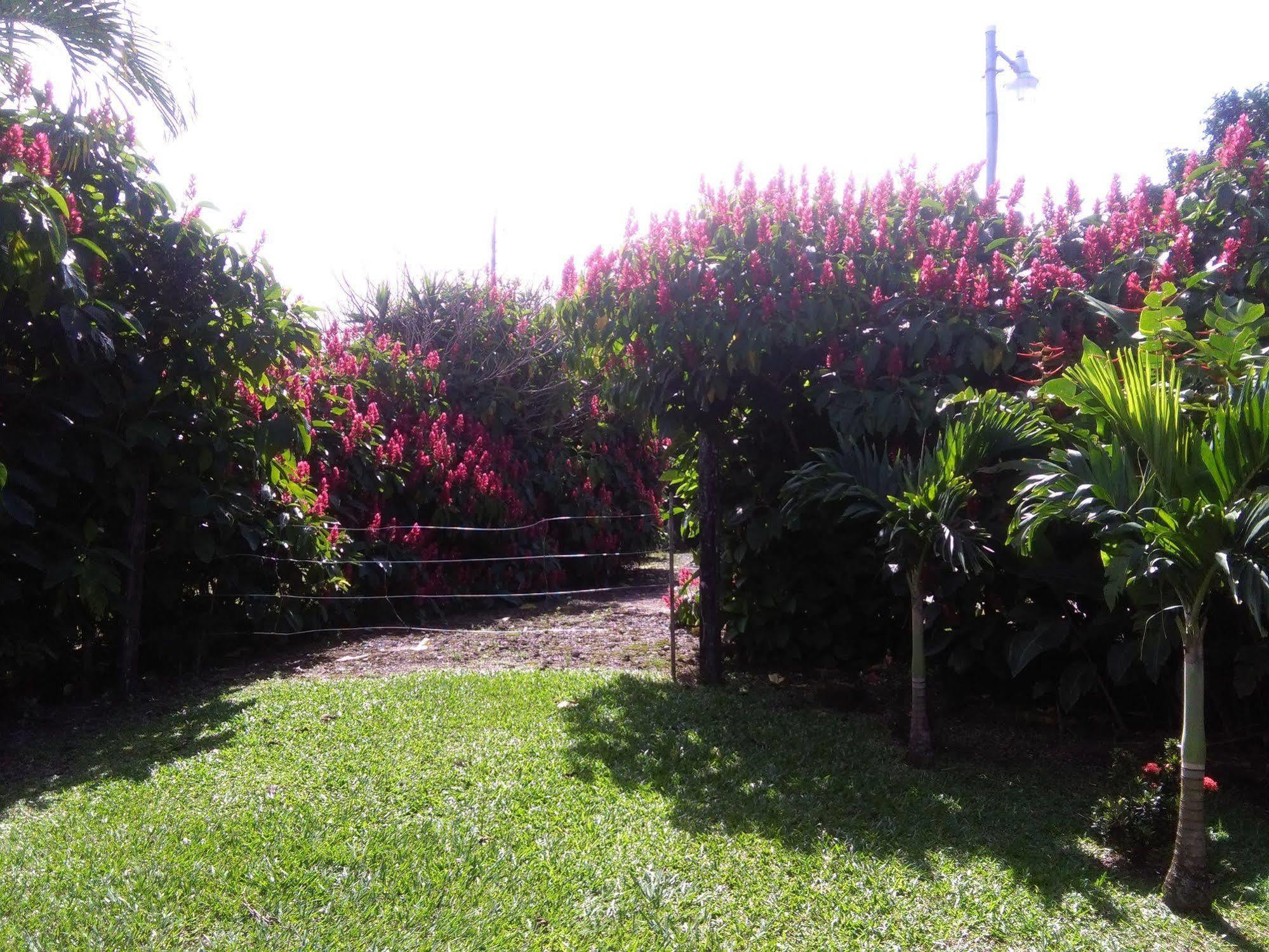 Paraiso Volcano Lodge Guayabo  Buitenkant foto