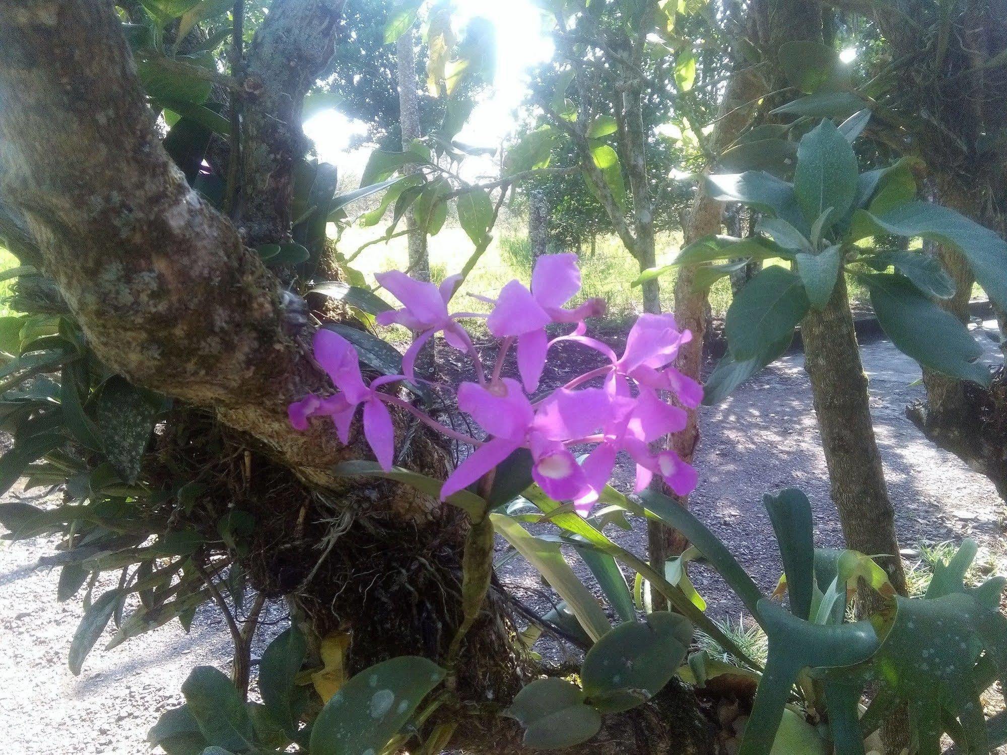 Paraiso Volcano Lodge Guayabo  Buitenkant foto